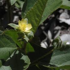 Image result for Melhania forbesii