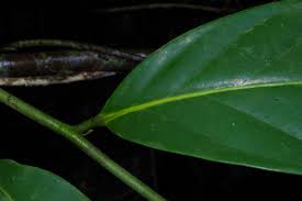 Image result for Annickia