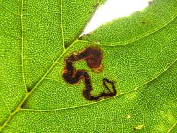 Image result for Stigmella speciosa