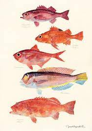 Uonofu Fish Painting Fish Drawings Fish Illustration