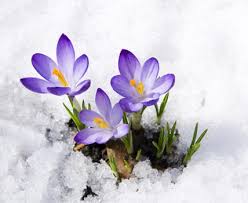 Bei meiner pflanzaktion hab ich einige ungewollt ausgegraben und das festgestellt. Krokus Steckbrief Tipps Zum Pflanzen Und Zur Pflege Living At Home