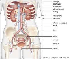 May 09, 2019 · liver anatomy and structure. Rib Cage Anatomy