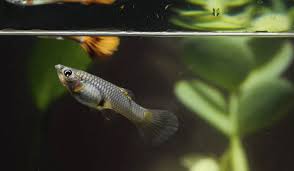 You will just have to keep a close eye on her as she gets larger and her question 14: Signs Of A Guppy In Labor Guppy Aquarium