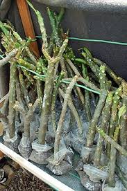 How To Store Plumeria Cuttings Over Winter Southern California Plumeria Society Bag Rooting Planting Flowers Desert Rose Care Plumeria
