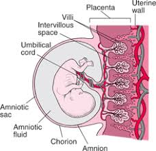 Stages Of Development Of The Fetus Womens Health Issues