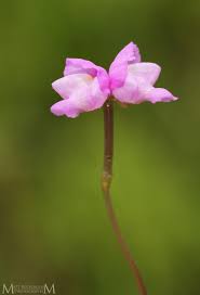 Image result for Utricularia arenaria