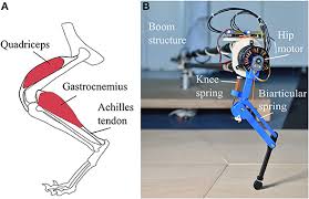 Leg tendon retained or removed. Frontiers Series Elastic Behavior Of Biarticular Muscle Tendon Structure In A Robotic Leg Frontiers In Neurorobotics