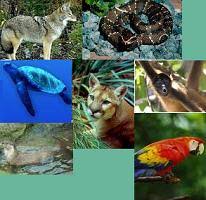 Resultado de imagen para región neotropical"