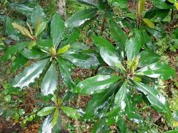 Image result for Rapanea melanophloeos