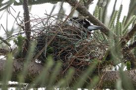 You can even use a bent pin or a safety pin for the hook and a string for your. How To Build A Better Nest Birds In Backyards