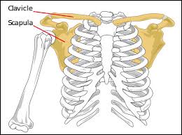 Maybe you would like to learn more about one of these? Shoulder Girdle Workshop December 5 6 2015 Jobsbody Deane Juhan S Official Website