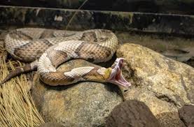 The performance with the dangerous snake should prove to the public, that in fact the society possesses effective remedies. Vorfall Auf Parkplatz In Winnenden Mann Von Eigener Giftschlange Gebissen Polizei Ruckt Aus Rems Murr Kreis Stuttgarter Nachrichten