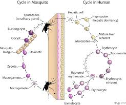 life cycle malaria site