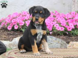 Mill german shepherd puppies in texas are more likely to develop behavioral problems and genetic illnesses, to require expensive vet care, and to pass away do you have german shepherd puppies for sale texas right now? Rottweiler Mix Puppies For Sale Greenfield Puppies