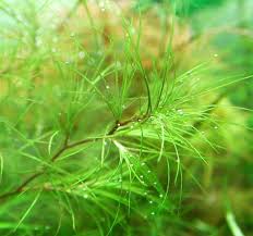 Image result for Najadaceae