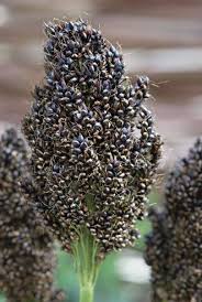 Image result for Sorghum bicolor