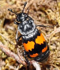 Black And White Striped Beetle Burying Beetle Nicrophorus Vespilloides Beetle Pictures Of Insects Band Of Brothers