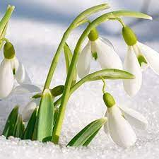 Pin On Gardening Ideas Flowers Food