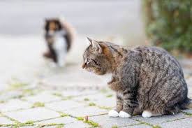 Will Spaying Or Neutering Reduce Your Cat S Aggression Are Neutered Cats Nicer Unneutered male cats are driven by hormones to seek mates and defend their territory against intruders. will spaying or neutering reduce your