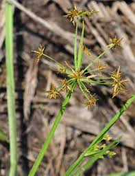 Image result for Cyperus haspan