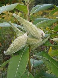 Milkweed Pods Edible Wild Plants Milkweed Plant Medicinal Plants