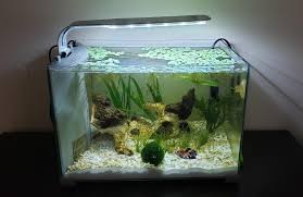 Belonging to a tropical genre, betta requires certain things and environment to keep them healthy. My First Fully Planted Betta Tank 2 Months In Bettafish