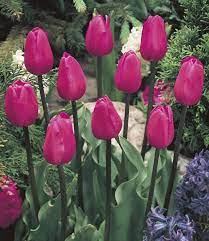 366 products online at nurserylive. Tulip Bulbs Don Quichotte Tall Stem With Huge Flowers Tulip Store