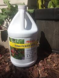 Growing Cannabis With Fish Emulsion Outdoor Fertilizer