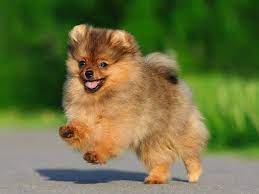 We did not find results for: Toy Dog Breeds Small Dog Choosing Guide Popular Issues Overview