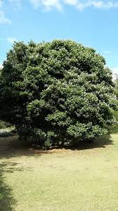 Image result for Craibia