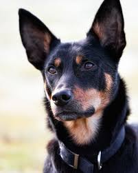 Black And Tan Kelpie Lab Mix Australian Kelpie Portrait Acd8766w Australian Kelpie Dog Dog Breeds Dogs