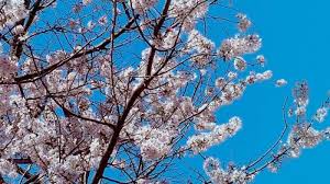 Pembayaran mudah, pengiriman cepat & bisa cicil 0%. Yuk Lihat Momen Mekarnya Bunga Sakura Di Jepang Ini Jadwal Mekar Bunga Sakura Tahun 2019 Tribunnews Com Mobile