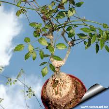 Image result for Cyphostemma congestum