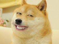  20 Ide Doge Lucu Humor Hewan Anjing
