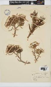 Image result for Senecio conrathii