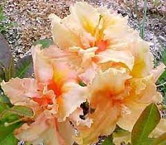 Pin On Deciduous Azaleas