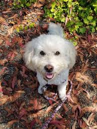 Meet April M. Henley: Founder/CEO Dogs On The Run