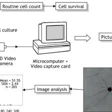 Interferon (an anticancer glycoprotein secreted by animal cells upon exposure to cancer causing agents) is an example of an immunoregulator produced by mammalian cells. Media Sterilization Through A 0 22 Âµm Membrane Filter Assembled In A Download Scientific Diagram