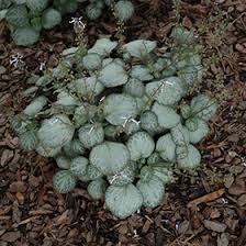 Image result for Plectranthus elegans