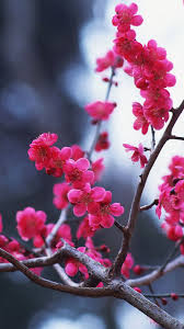 Mobile Iphone Flower Cherry Blossom Hd Wallpaper Beautiful cherry blossom wallpaper iphone is the best high definition iphone wallpaper in 2021. iphone flower cherry blossom hd wallpaper
