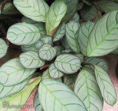 What's the best temperature for a never never plant? Ctenanthe Sp Bamburanta Never Never Plant Toptropicals Com