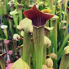 Image result for Faroa alata