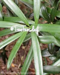 Image result for Podocarpus latifolius