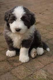 Pin On Pets Had Want