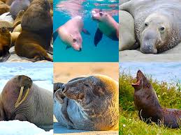 Too many scientists take a latin root and add a greek ending, or take a greek root and add a latin ending, and it just drives me up a wall. Unterschied Seehunde Seelowen Seebaren Walrosse Seeelefanten Alles Robben Passenger On Earth