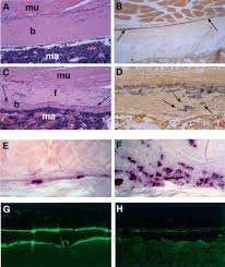 Savesave mou kantor pos krian for later. Mt1 Mmp A Tethered Collagenase Holmbeck 2004 Journal Of Cellular Physiology Wiley Online Library