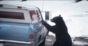How To Keep Black Bears Wild Wired