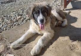 A livestock guardian dog (lgd) is a dog type bred for the purpose of protecting livestock from predators. Rodolfo Initiative Karpatenstreuner E V
