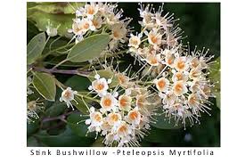 Image result for Hymenocardia ulmoides