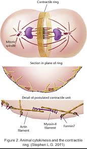 During telophase, chromosomes arrive at opposite poles and unwind into thin strands of dna, the spindle fibers disappear, and the nuclear membrane reappears. Cytokinesis Proteins Research Tools Creative Biomart Creative Biomart